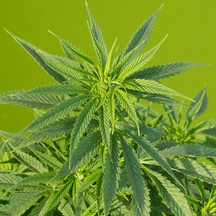 What Are Minor Cannabinoids? Hemp Compounds You Should Know