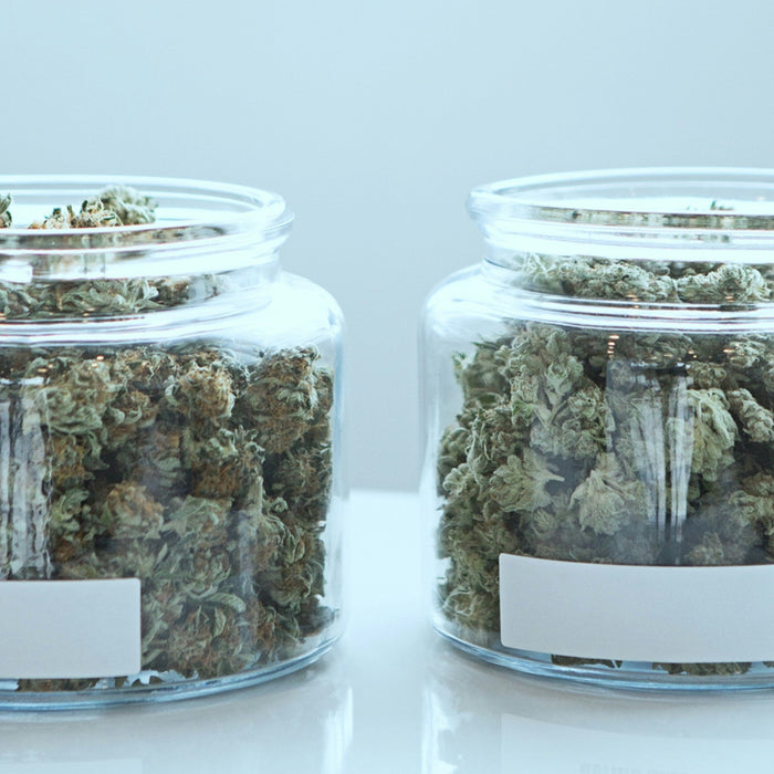 How To Properly Store THCA Flower (And Keep It Fresh For Longer)