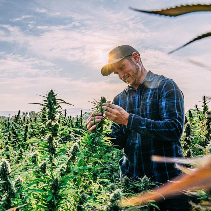 Unlock the Benefits of CBD and THC Together: A Guide
