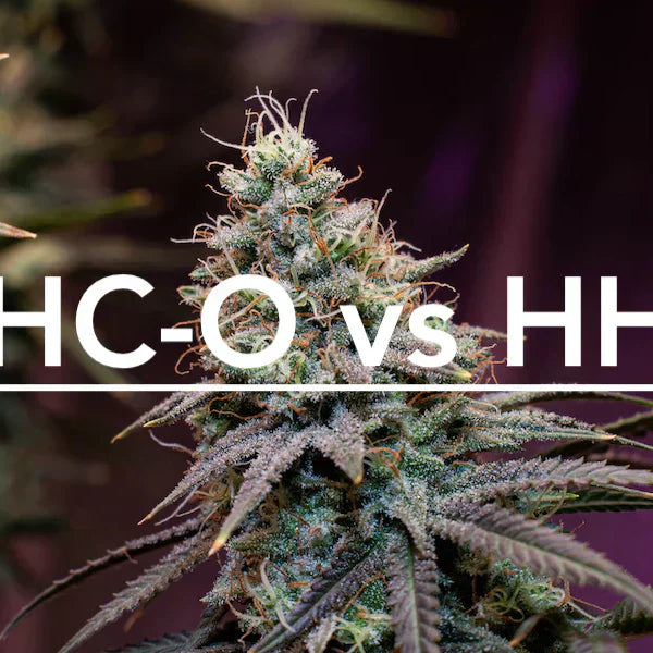 HHC-O: How It Differs from HHC — 2026 Update