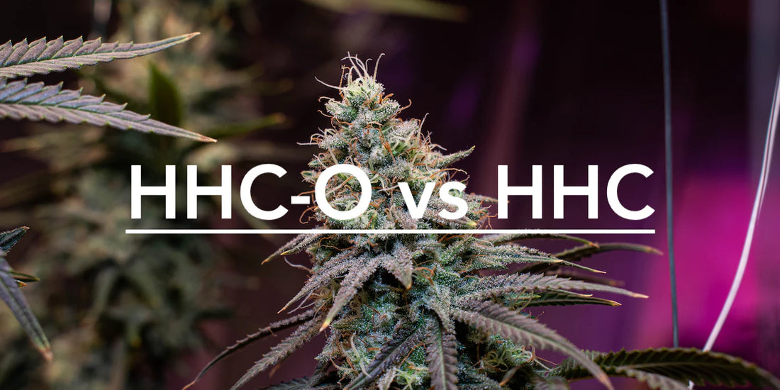 HHC-O: How It Differs from HHC