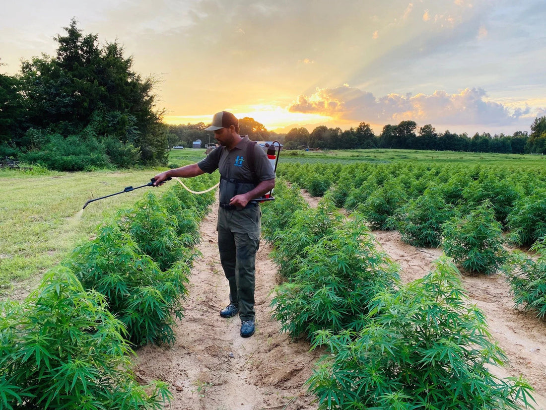 Challenges of Hemp Farming: A Comprehensive Guide