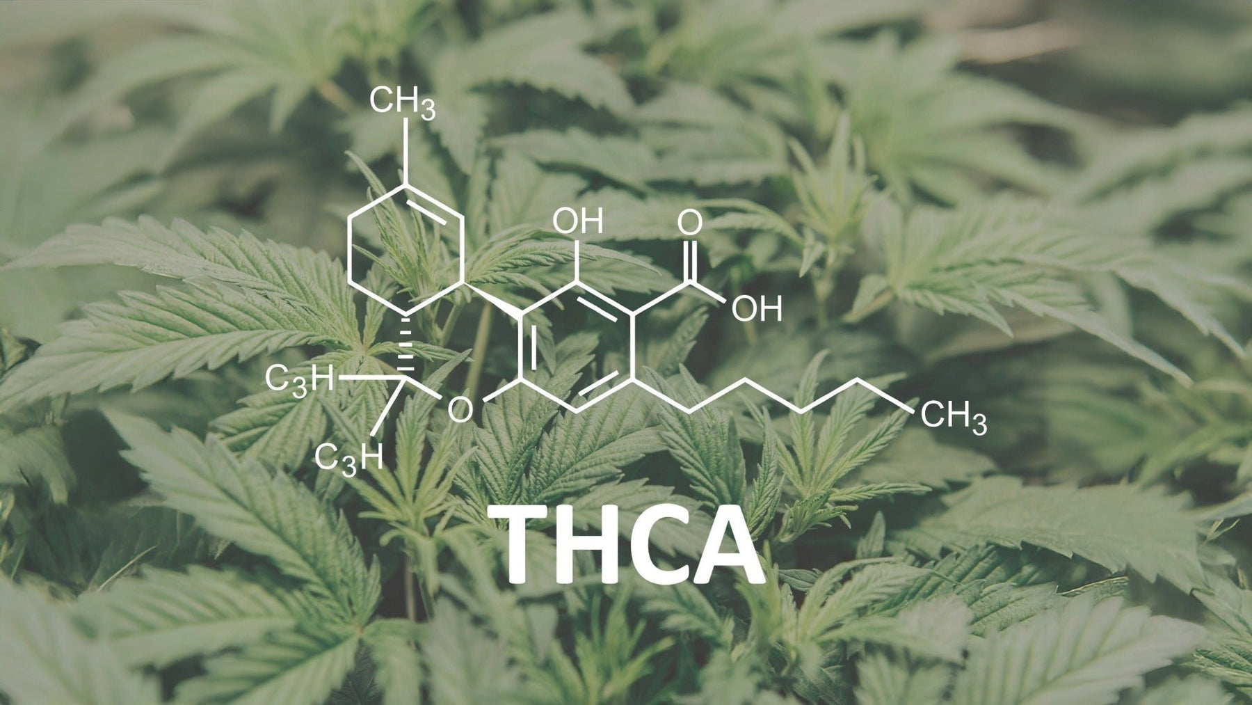 The Best THCA Products? A Practical Comparison Guide