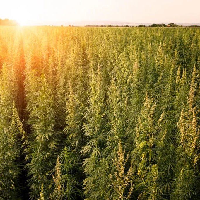 Benefits of delta 8 THC