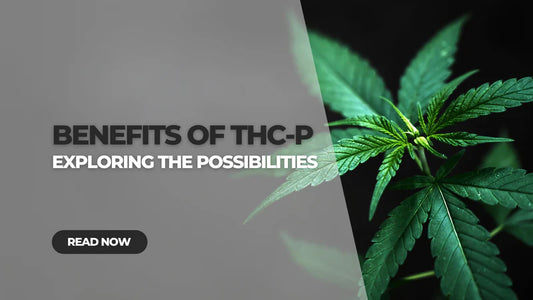 The Therapeutic Potential of THC-P