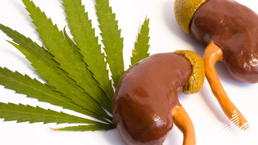 CBD Side Effects on Kidneys