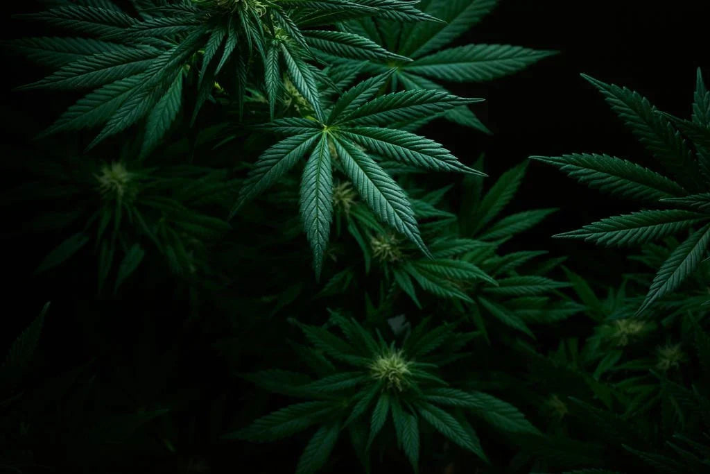 Delta 8 Vs Delta 9 Vs Delta 10