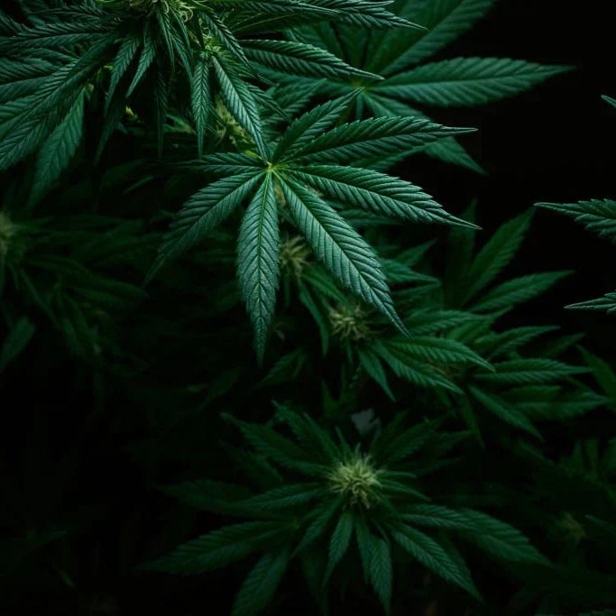 Delta 8 Vs Delta 9 Vs Delta 10