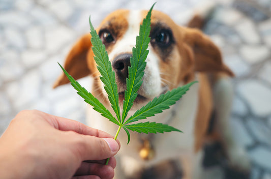 Hemp in Veterinary Medicine: Exploring the Benefits for Pets