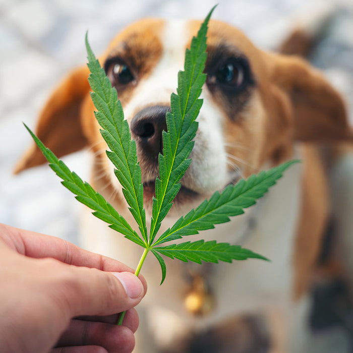 Hemp in Veterinary Medicine: Exploring the Benefits for Pets — 2026 Update