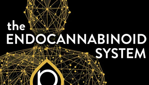 Delta 11’s Role in the Endocannabinoid System — 2026 Update