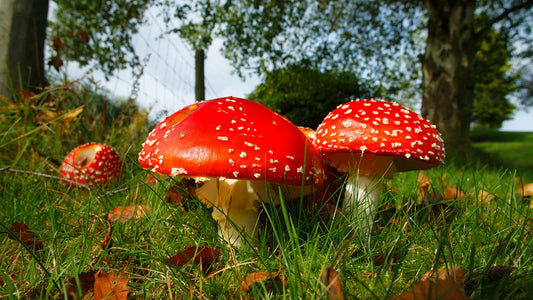 Amanita Mushrooms: History and Uses