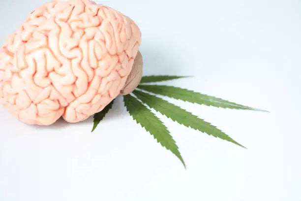 What Does THCA Do To The Brain?