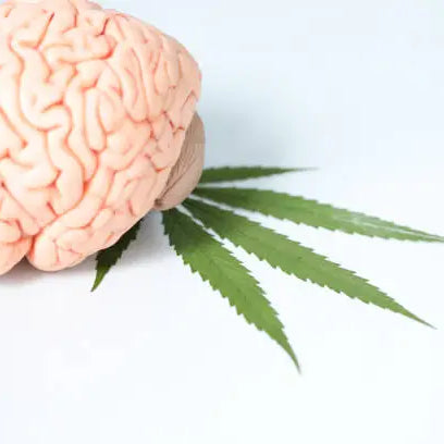 What Does THCA Do To The Brain? — 2026 Update