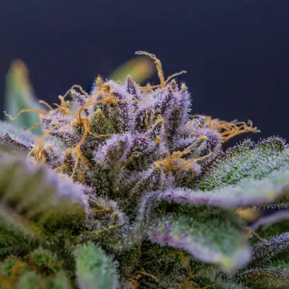 Understanding the Role of Terpenes in Hemp Products — 2026 Update