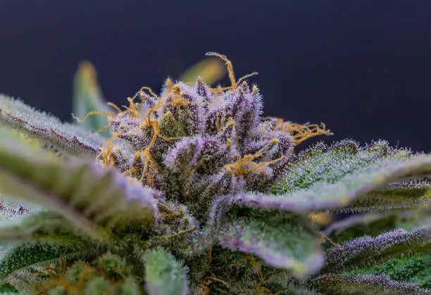 Understanding the Role of Terpenes in Hemp Products — 2026 Update