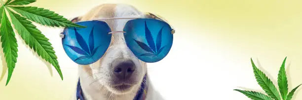 How Many mg of THC Is Safe for a Dog?
