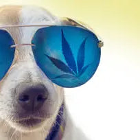 How Many mg of THC Is Safe for a Dog? — 2026 Update