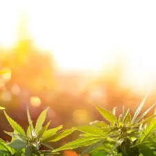 Is THCB Legal in South Dakota? Understanding the State’s Complicated Marijuana Laws