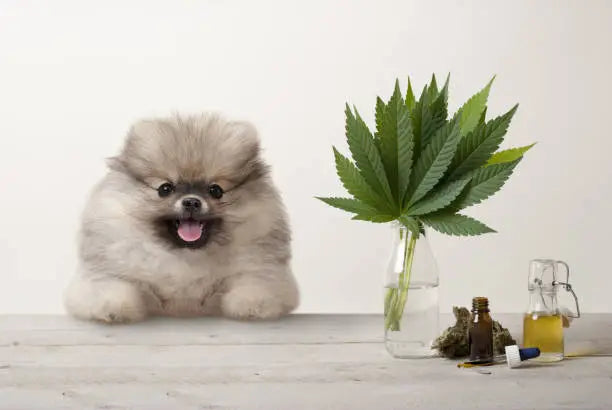 Can THC Kill a Dog? Understanding the Risks and Treatment