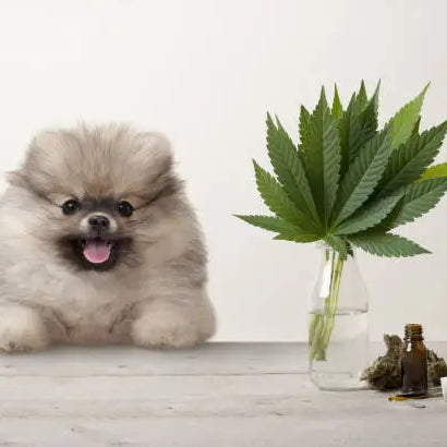 Can THC Kill a Dog? Understanding the Risks and Treatment — 2026 Update