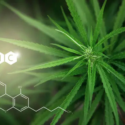Is THC a Depressant, Stimulant, or Hallucinogen? — 2026 Update
