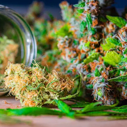 THCA vs Delta 8: Exploring the Differences and Similarities — 2026 Update