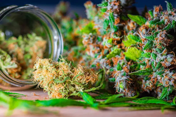 THCA vs Delta 8: Exploring the Differences and Similarities — 2026 Update