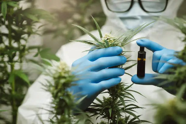 THCA vs. THCB: Understanding the Differences