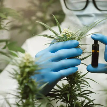 THCA vs. THCB: Understanding the Differences — 2026 Update