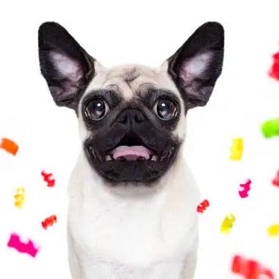 What Happens If a Dog Eats a THC Gummy? — 2026 Update