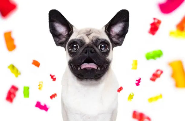 What Happens If A Dog Eats A THC Gummy?