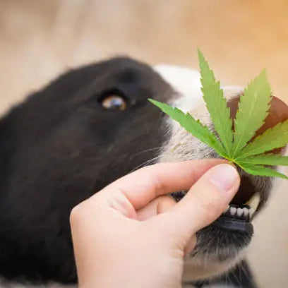 How Long Does It Take for THC to Get Out of a Dog’s System? — 2026 Update
