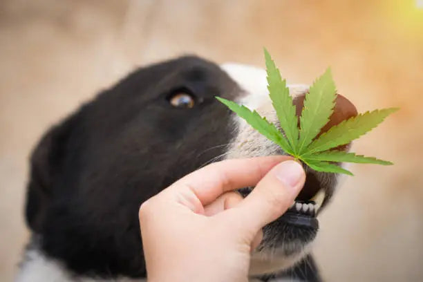 How Long Does It Take For THC To Get Out Of A Dog’s System?