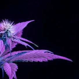 Purple Blue Diamond Vape Review: Unveiling the Ultimate Cannabis Experience — 2026 Update