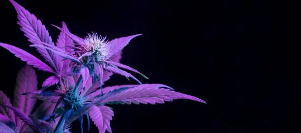 Purple Blue Diamond Vape Review: Unveiling the Ultimate Cannabis Experience — 2026 Update