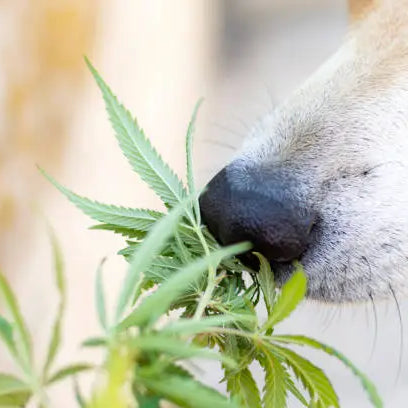 How Much THC Is Toxic for a Dog? — 2026 Update