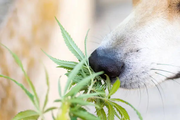 How Much THC Is Toxic For A Dog?