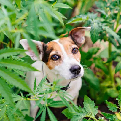 Is Delta 8 Safe for Dogs? A Complete Guide — 2026 Update