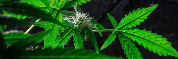 THC-O Vs. THC-P: Understanding the Differences, Benefits, and Effects