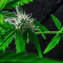 THC-O vs. THC-P: Understanding the Differences, Benefits, and Effects — 2026 Update