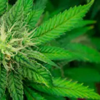 THCP vs THCA: What’s the Difference? — 2026 Update