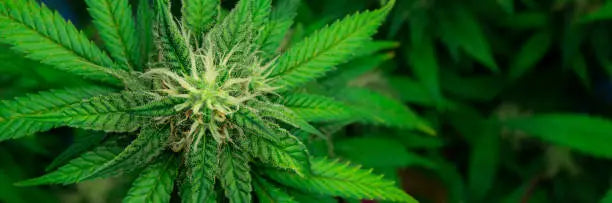 THCP vs THCA: What’s the Difference?