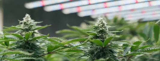 Is THCP Legal In Nevada?