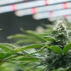 Is THCB Legal in Rhode Island? A Comprehensive Guide