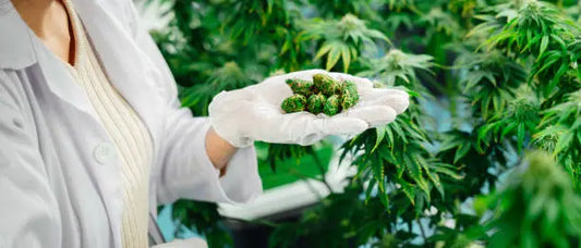 Optimizing Your Health: Understanding THCA Side Effects