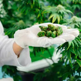 Optimizing Your Health: Understanding THCA Side Effects — 2026 Update