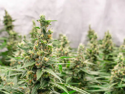 What Is THCB? Unveiling the Health Benefits of this Cannabinoid Compound