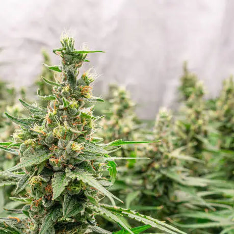 What Is THCB? Unveiling the Health Benefits of this Cannabinoid Compound — 2026 Update