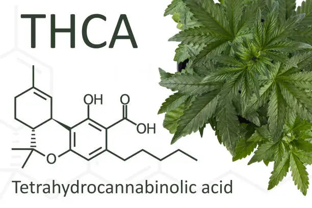 What Is THC-A? A Comprehensive Guide to Tetrahydrocannabinolic Acid